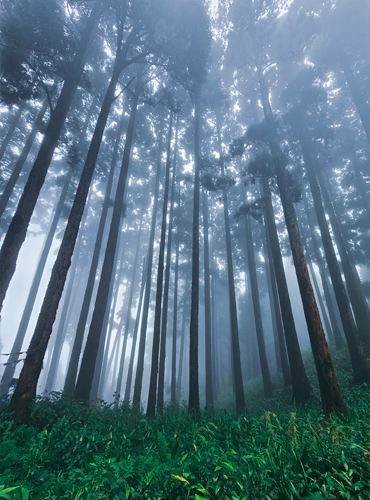 Lepcha Jagat Pine Forest